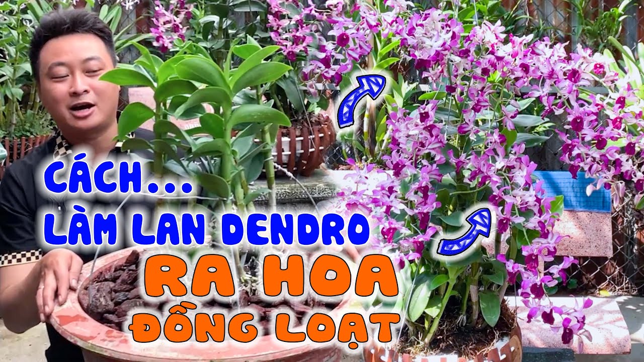 Trồng LAN DENDRO ra HOA đồng loạt chưa bao giờ DỄ đến thế !!!