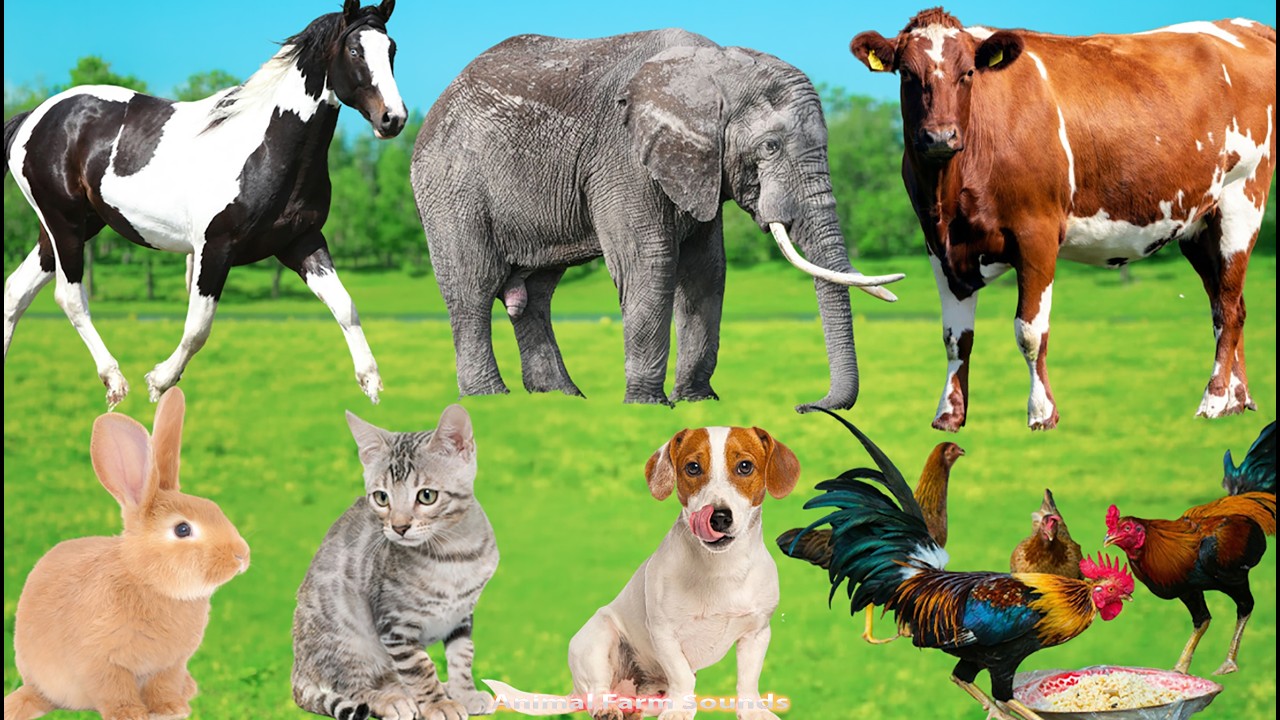 Explore Farm Animals: Cat, Sheep, Duck, Pig, Goat, Dog, Chicken &ndash; Animal Videos