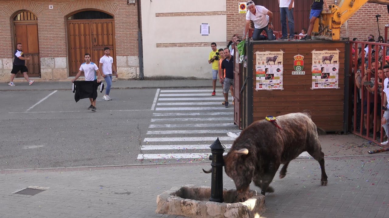 Rueda 2023 Toro de la Vendimia,Asociacion Taurina Villa de Rueda