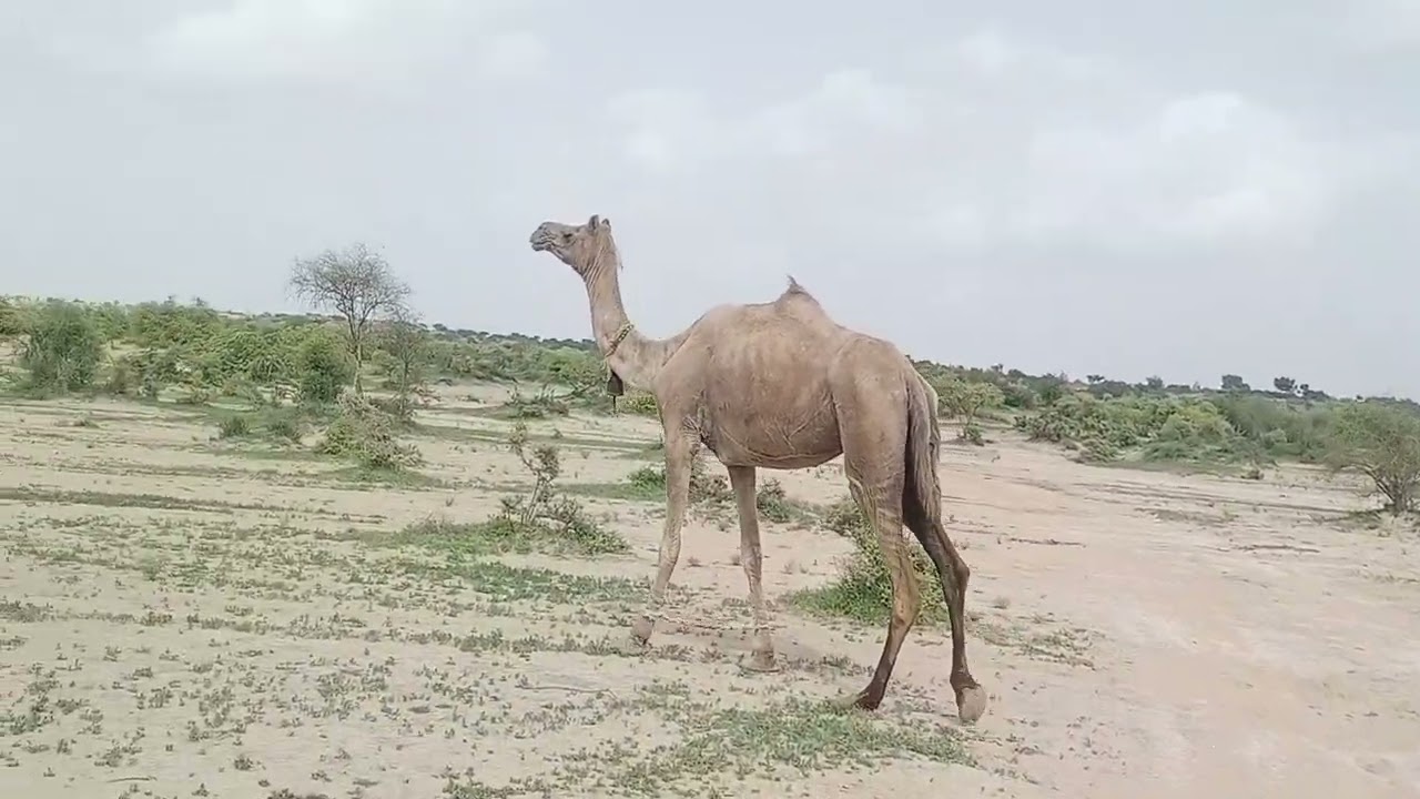 الجمل تأكل العشب الأخضر في الغابة| الإبل تفعل مضحك| Camels Doing Fun