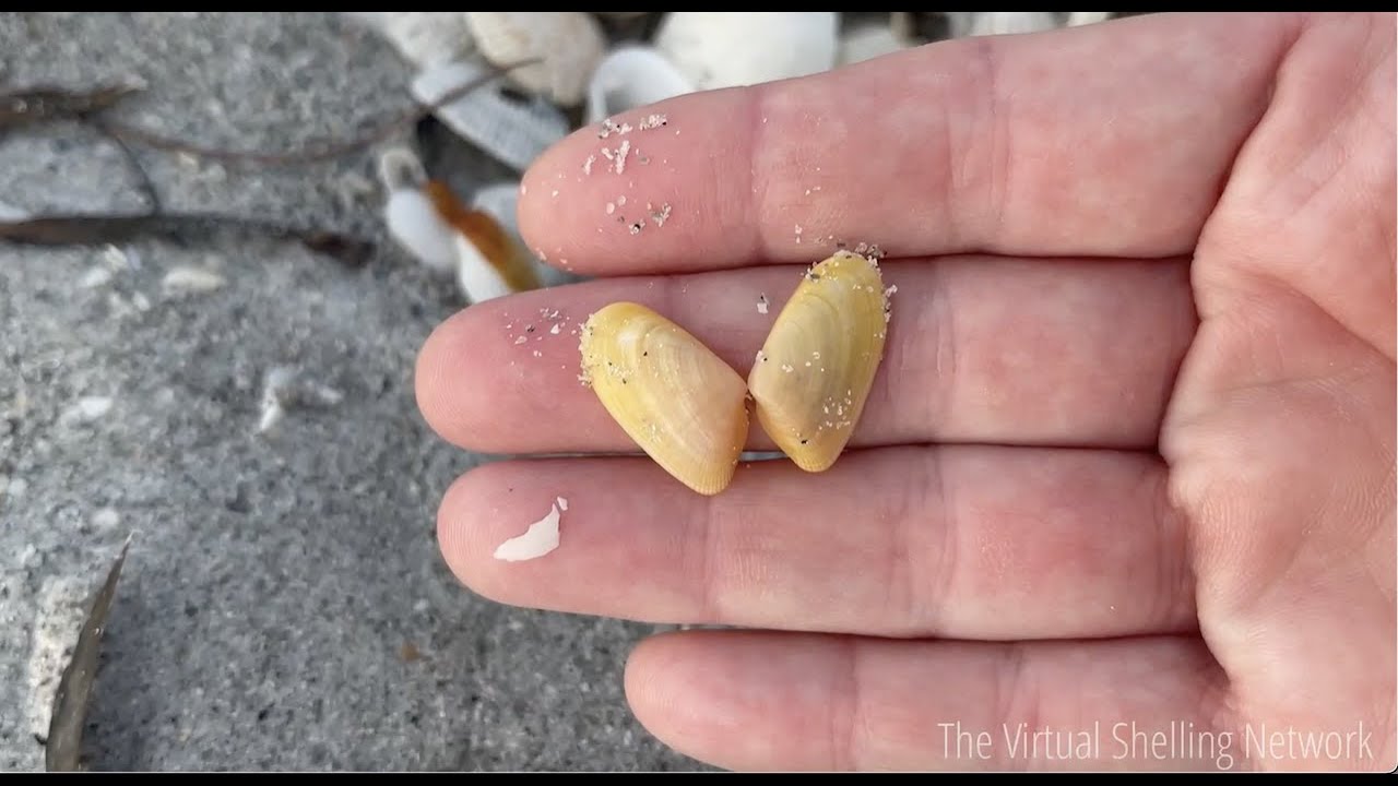 Episode 64: Everyday is a great day for shelling! (Virtual Shelling on Sanibel Island!)