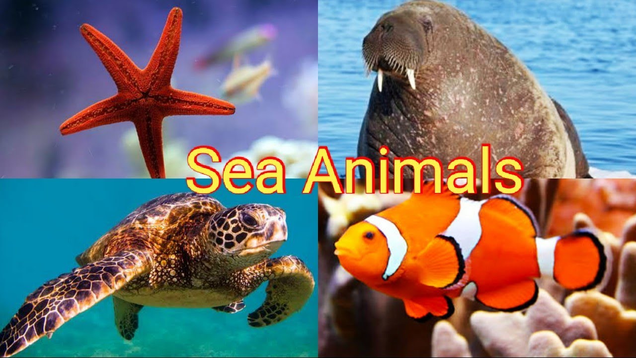 Sea animals name ll water animals name ll sea animal names video for children ll