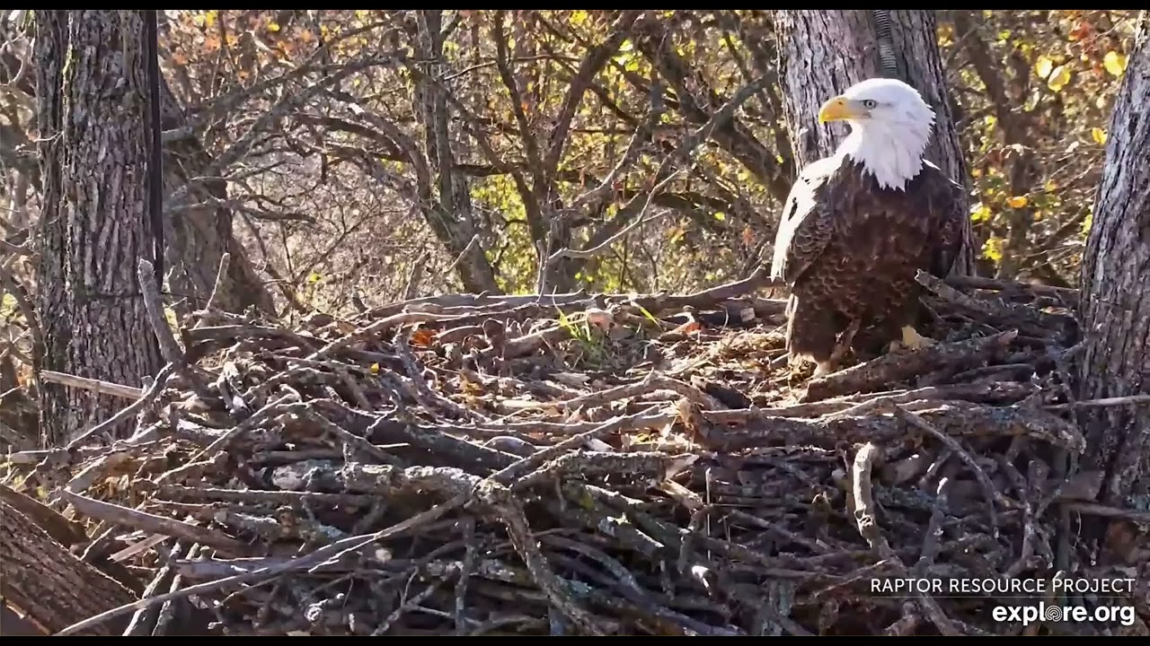Decorah Eagles North doing some nestorations 10-23-2025