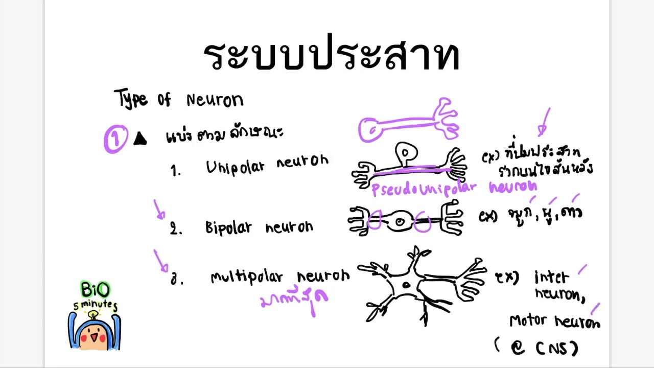 4 Type of neuron