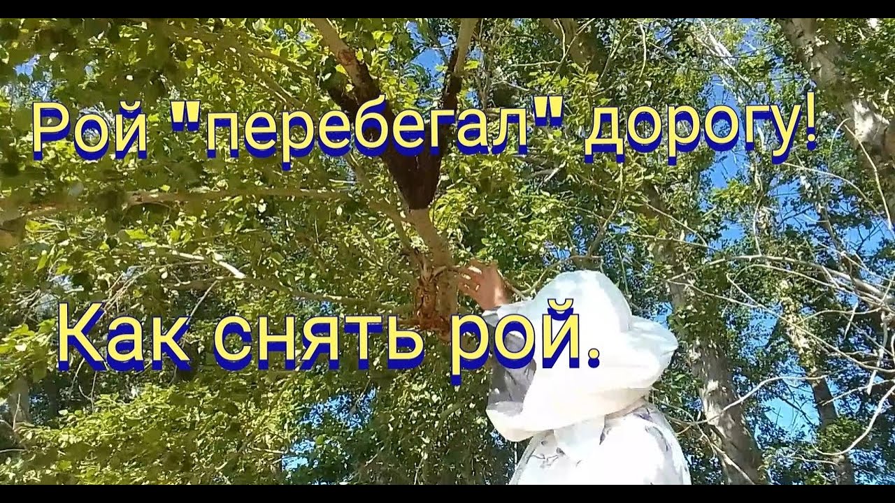 Встретил прививающийся рой по дороге (съемки телефоном).Как снять рой с тополя.