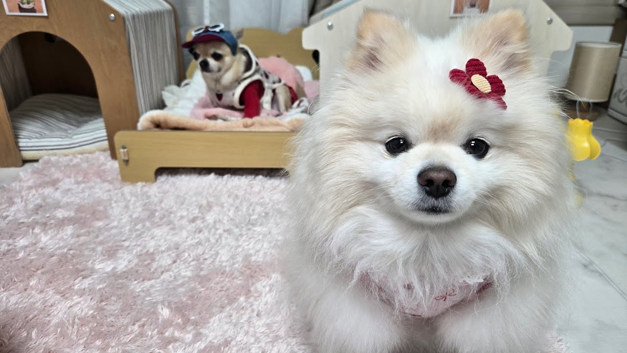 콩두부 야간방송시작💛 #강아지 #cutedog #funny