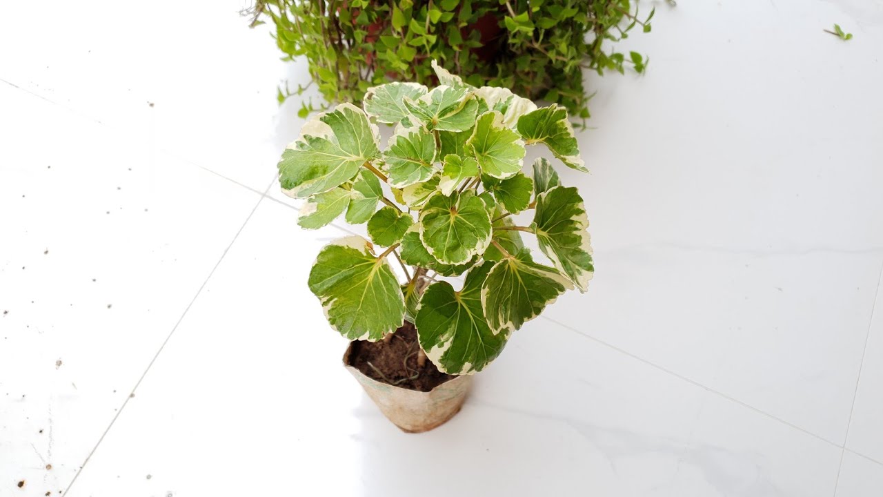 Arelia - Care and Propagation || Care of Aralia Plant || How to Grow and Care Aralia ||Fun Gardening