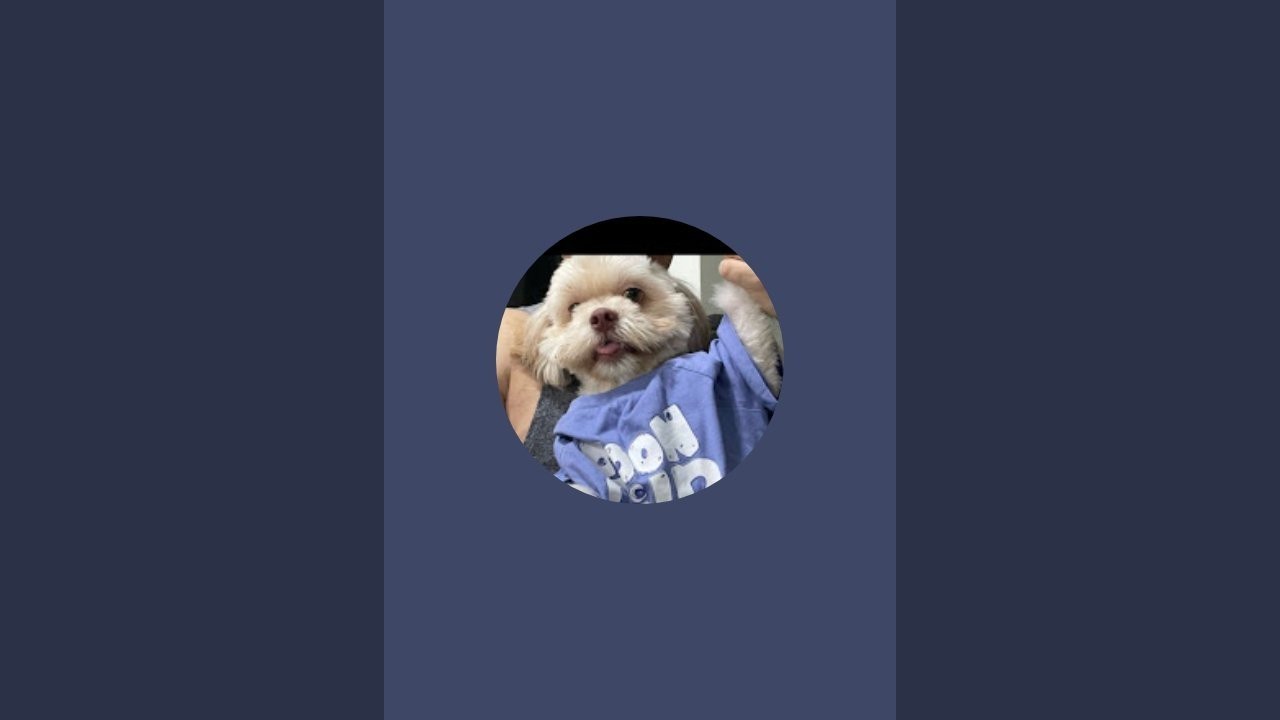 Osky, Boxy,speedy(The furr babies) is live