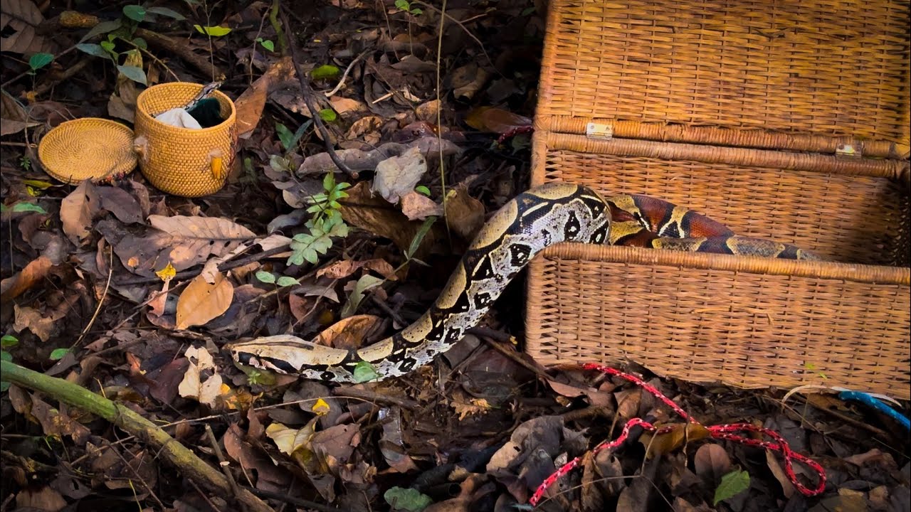 🐍SOLTURA DE DUAS GIBOIAS NO ACRE🌳