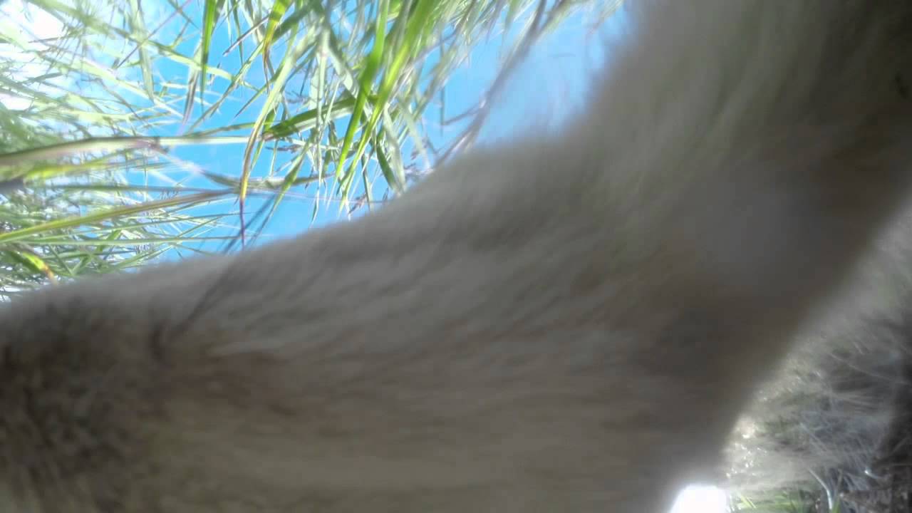FOX KILLS AND EATS my gopro