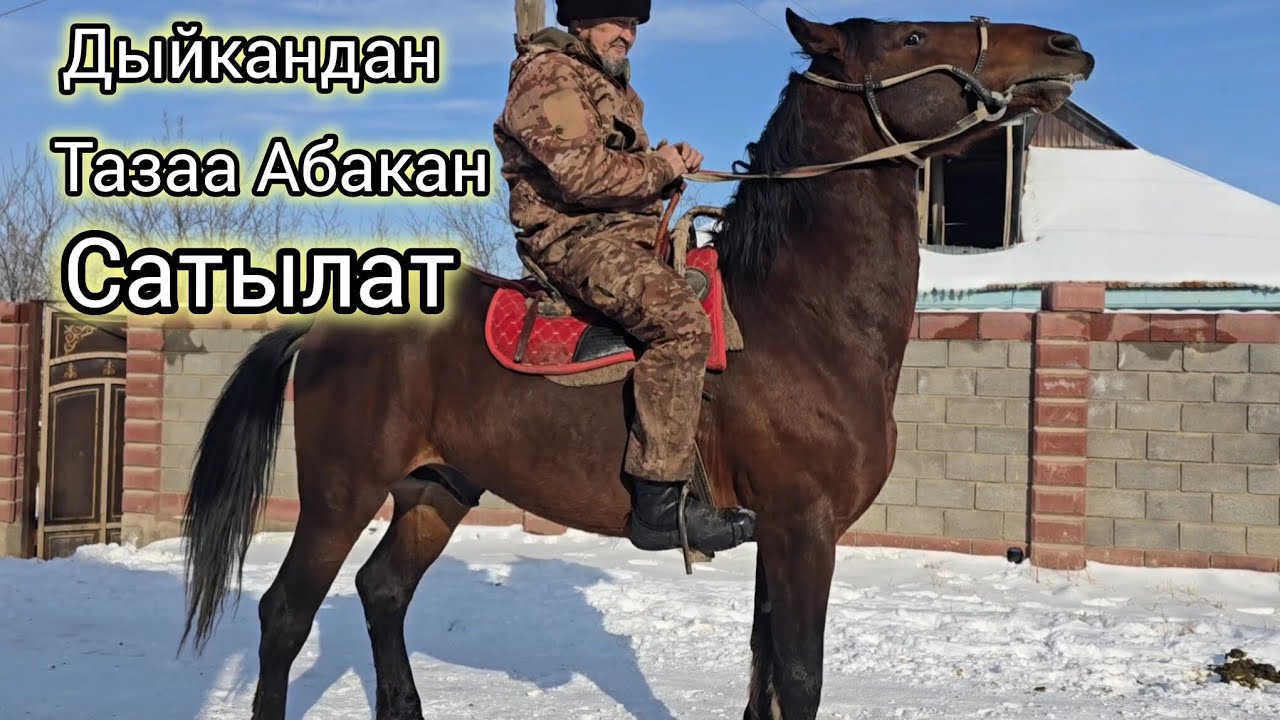 Бүгүн 24 январь 2026 тазаа Абакан сатылат уйурдө жүргон #атбазар #жылкыбазар #кыргызкызы #узбекистан