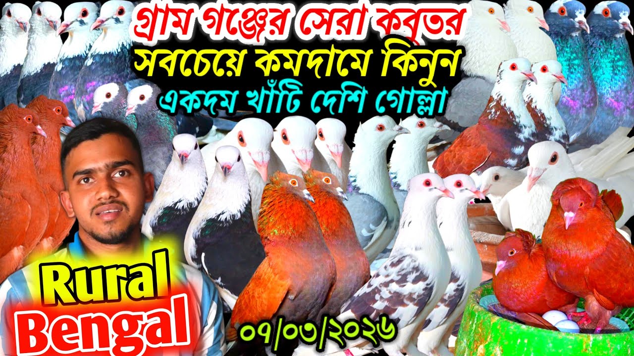 গ্রাম গঞ্জের সেরা কবুতর সবচেয়ে কমদামে কিনুন একদম খাঁটি দেশি গোল্লা কবুতর বিক্রি হবে হাসান ভাইয়ের