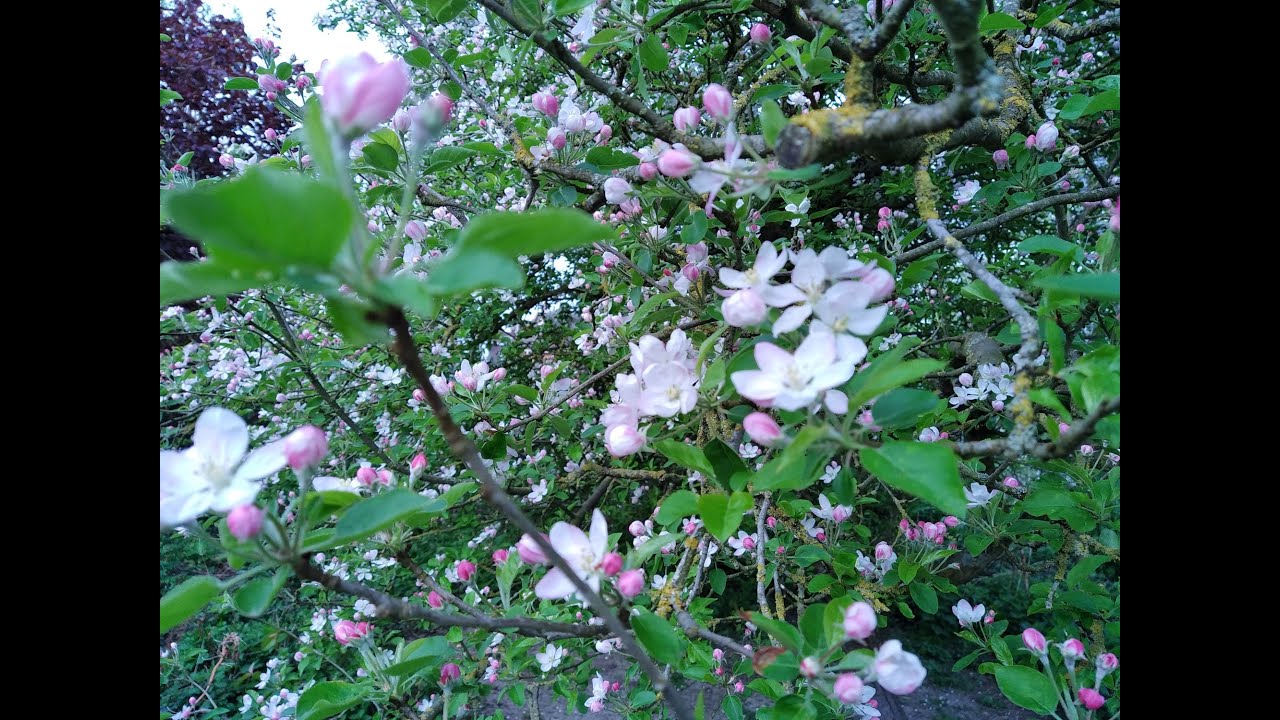 The Edible Forest Garden 