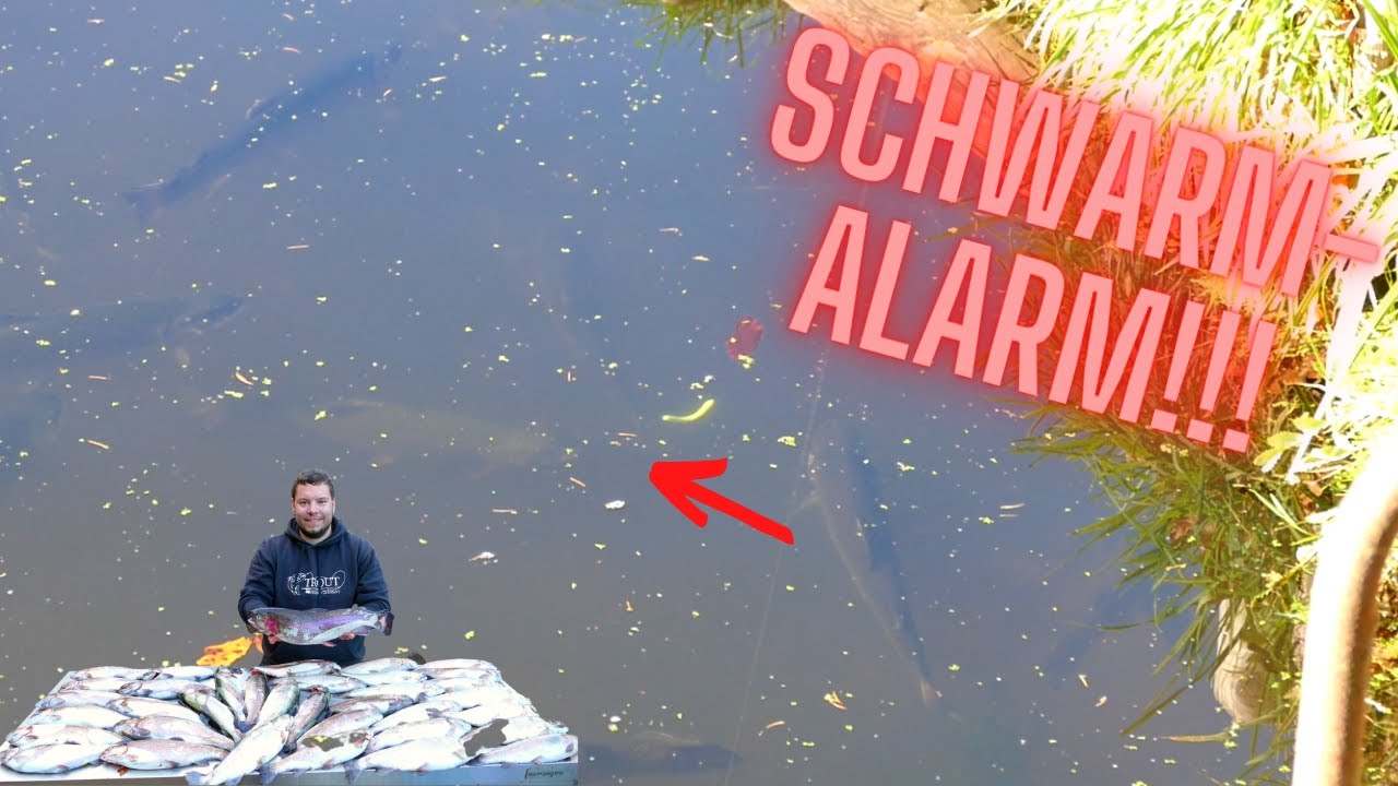 Schwarm-Alarm 3.0: Die Kühlbox explodiert wieder! Forellenangeln mit Pose Wurm Gummi UL Libra Lure