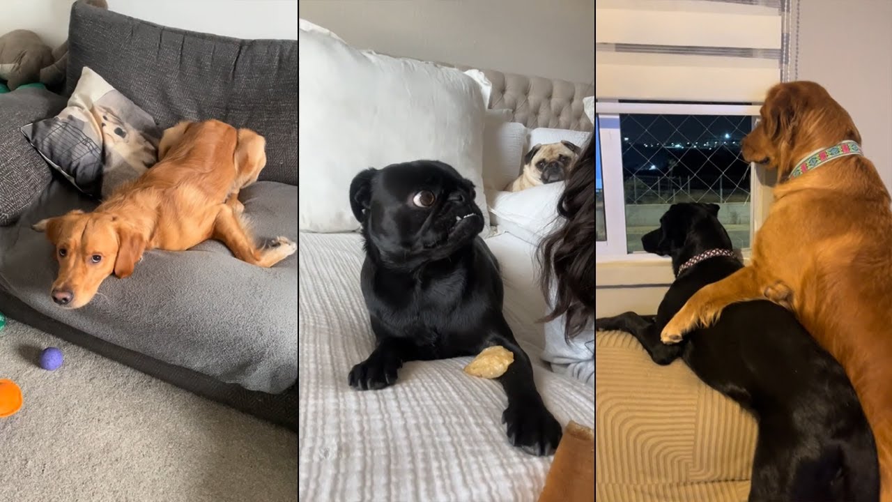 My dog is broken, but in a lovable way