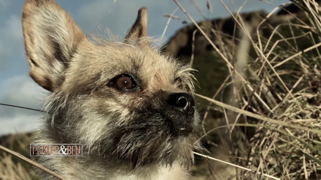 The Incredible Search and Rescue of Gobi the Dog - Pickler & Ben