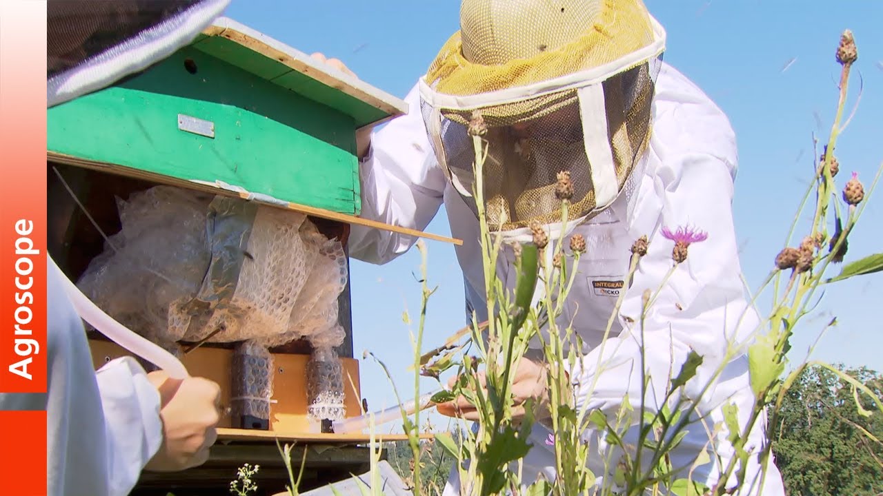 De nouvelles méthodes pour la protection des abeilles