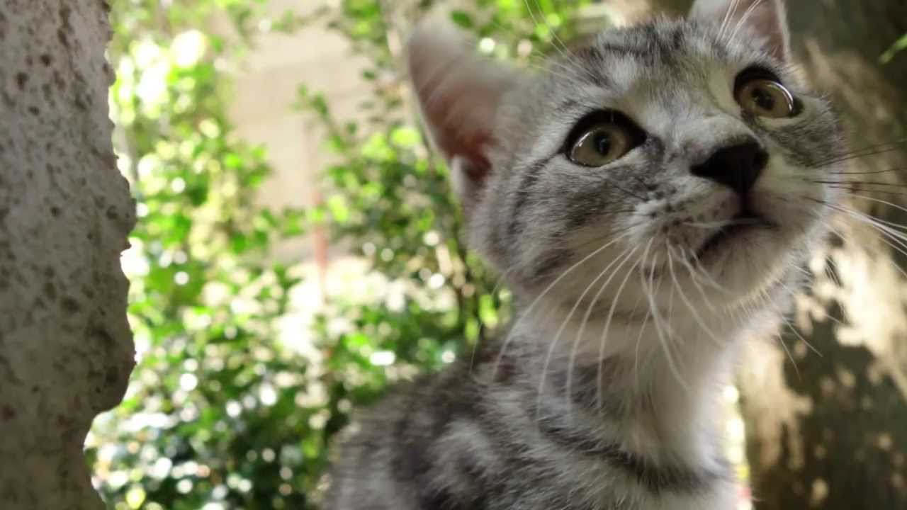 Sony QX100 and QX10 Camera First Looks