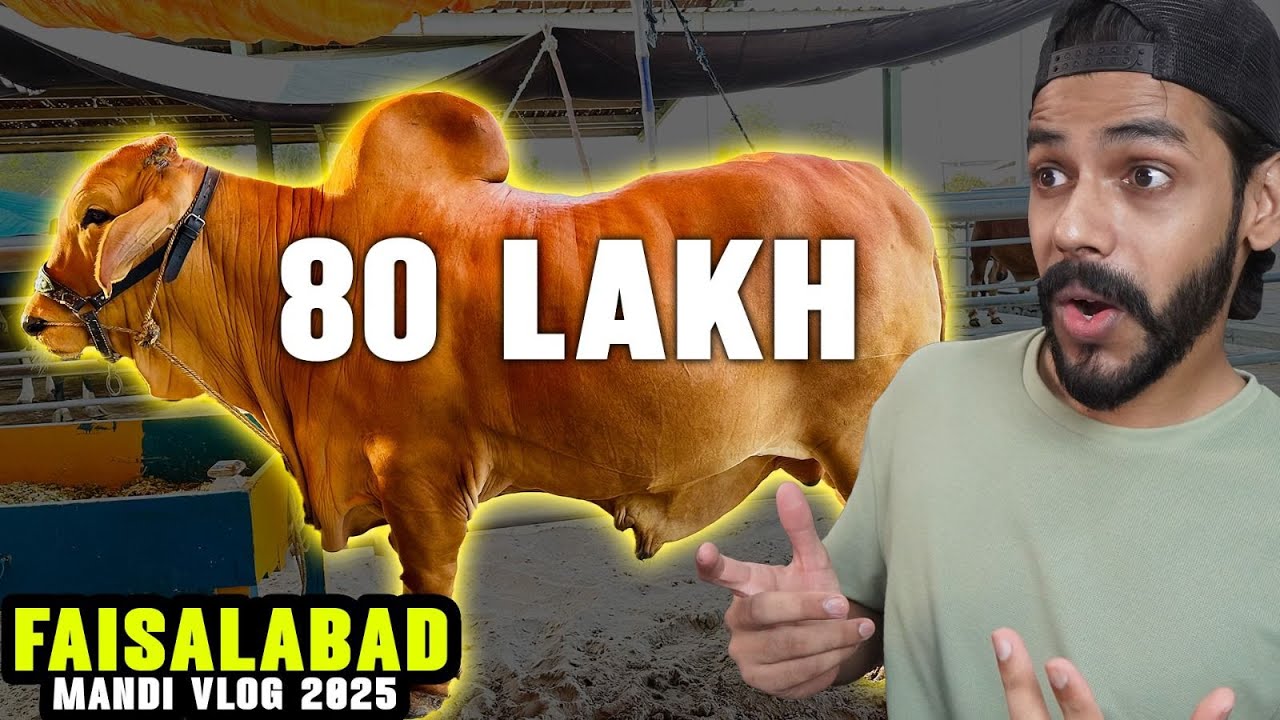 FAISALABAD MANDI VLOG 2025 - 80 LAKH KI COW 😱😱😱