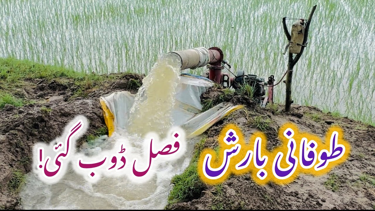 Efficient Water Drainage in Paddy Fields After Rain