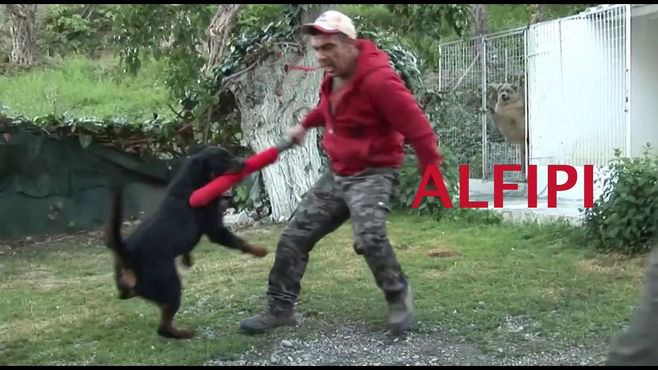 The Rottweilers.Τα ροτβάιλερ που βιντεοσκοπήσαμε όλα μαζί.Η δύναμη και η υπακοή των Ροτβάιλερ.