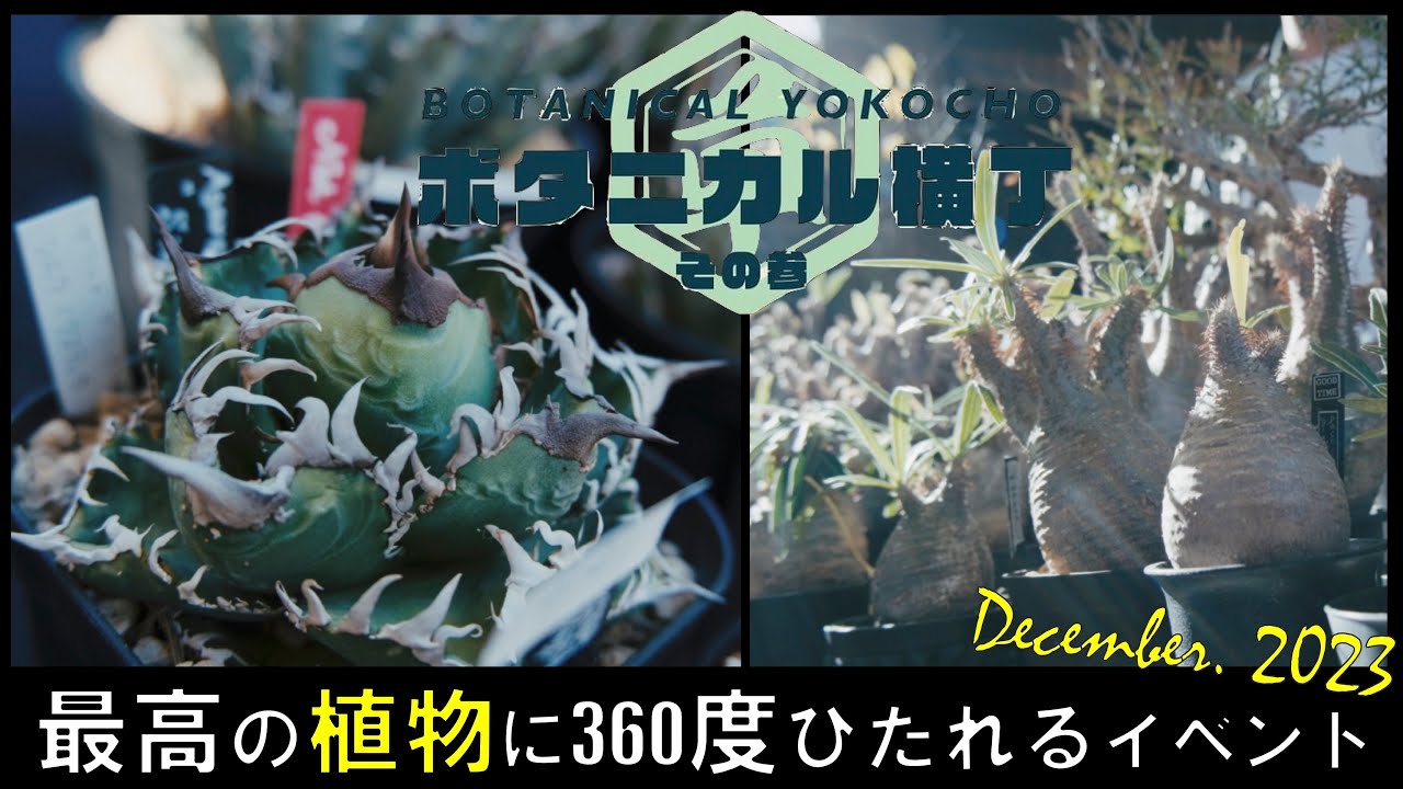 【爆安暖かイベント】ボタニカル横丁参に本気で挑んできた｜アガベ｜悪魔くん｜パキポディウムグラキリス｜オペルクリカリアパキプス｜園芸ベント