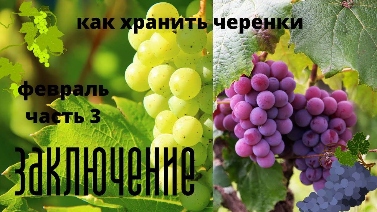 проращивание черенков винограда ЗАКЛЮЧЕНИЕ