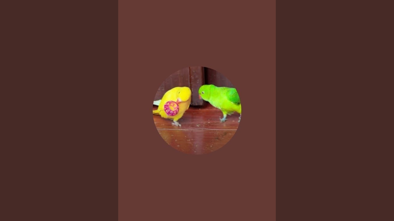 Birds parent lover is live!
