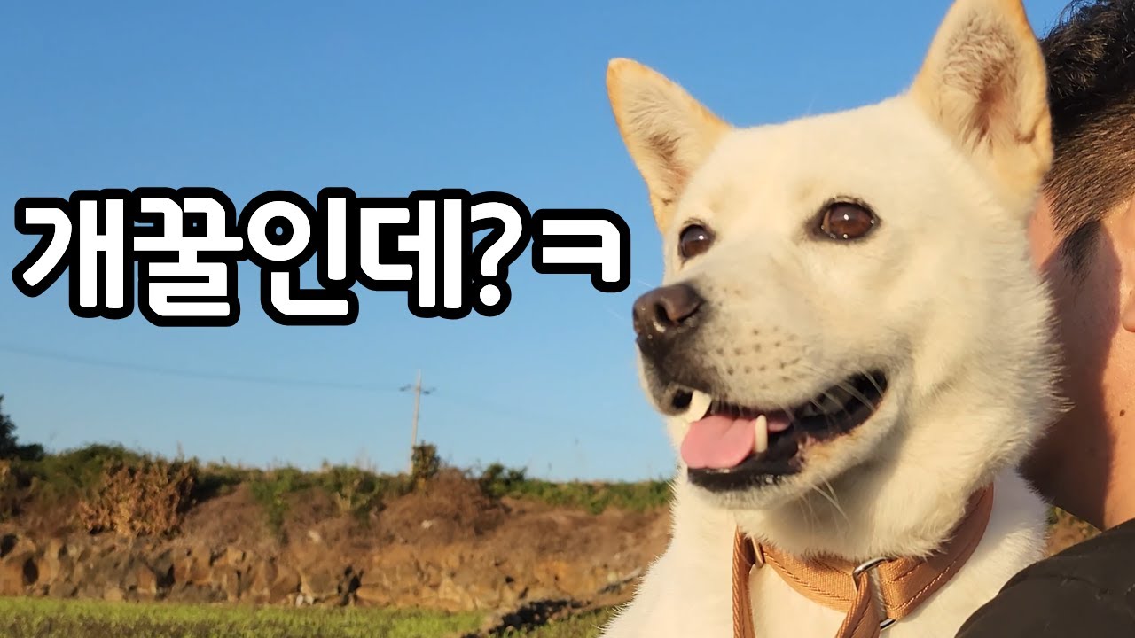 백희한테 사기당했습니다