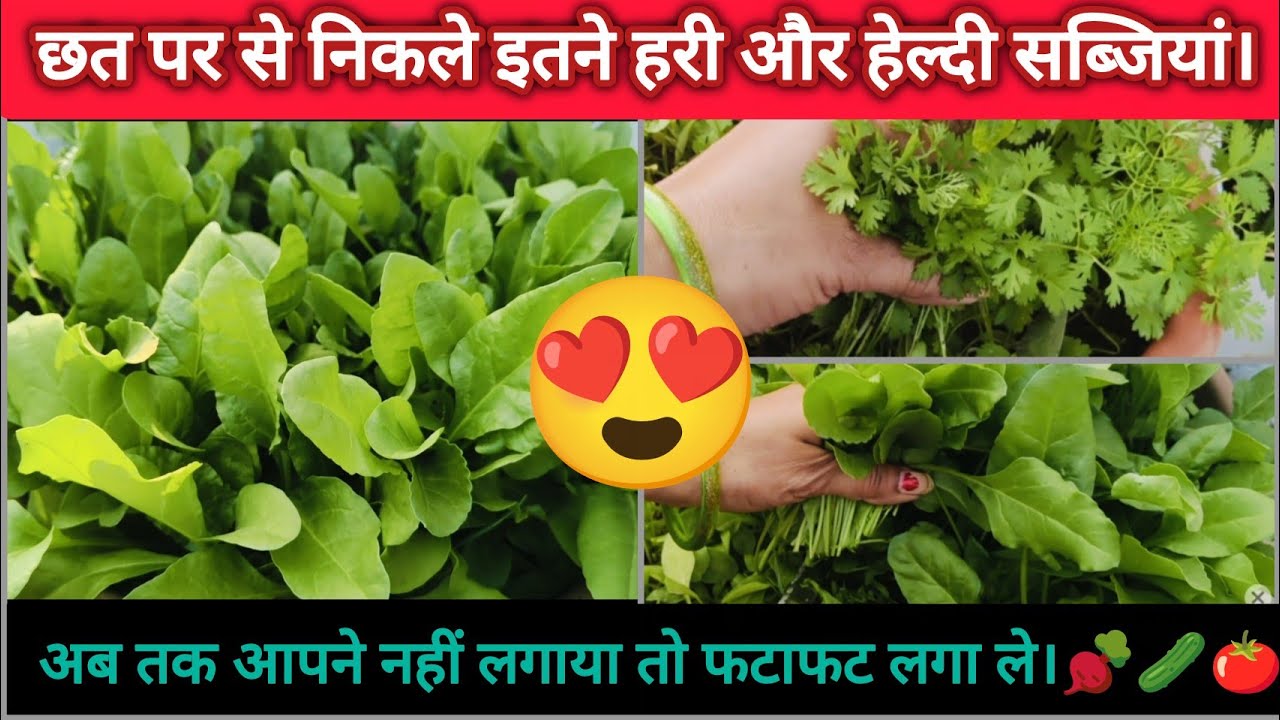 Terrace Garden 🏡 से निकले इतने Vegetables.🥬/Grow Green and healthy vegetables .#vegetableharvest 🫜🥒🍅