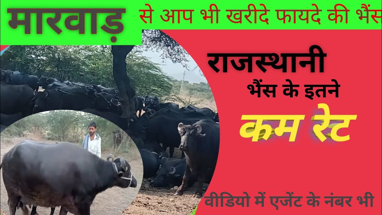 #मारवाड़ से 🐂भैंस की खरीदी सस्ते दाम पर