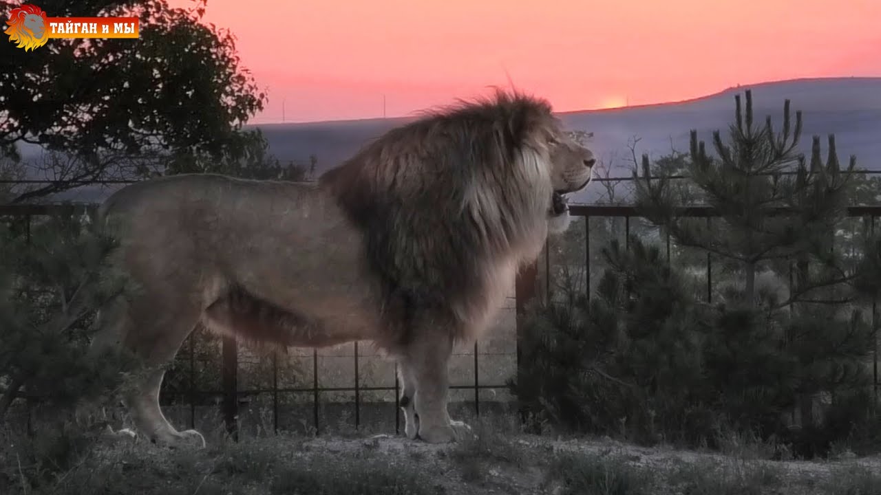 Дивный вечерочек - пол часа из львиной жизни Тайгана. Half an hour from a lion's life. Taigan.