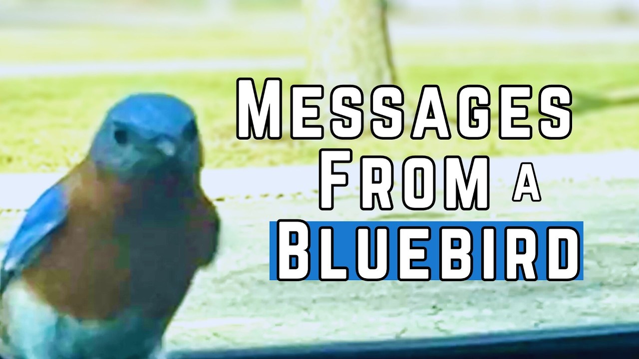 Messages from a Bluebird
