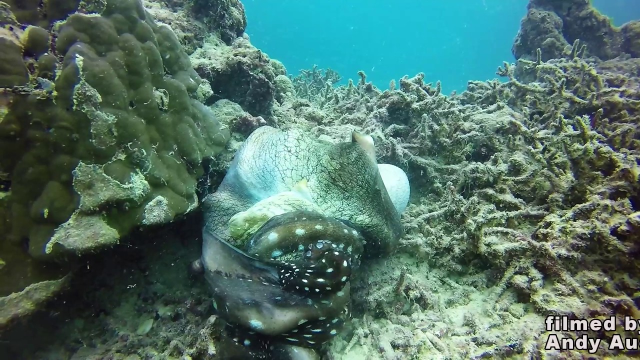 Octopus Fight