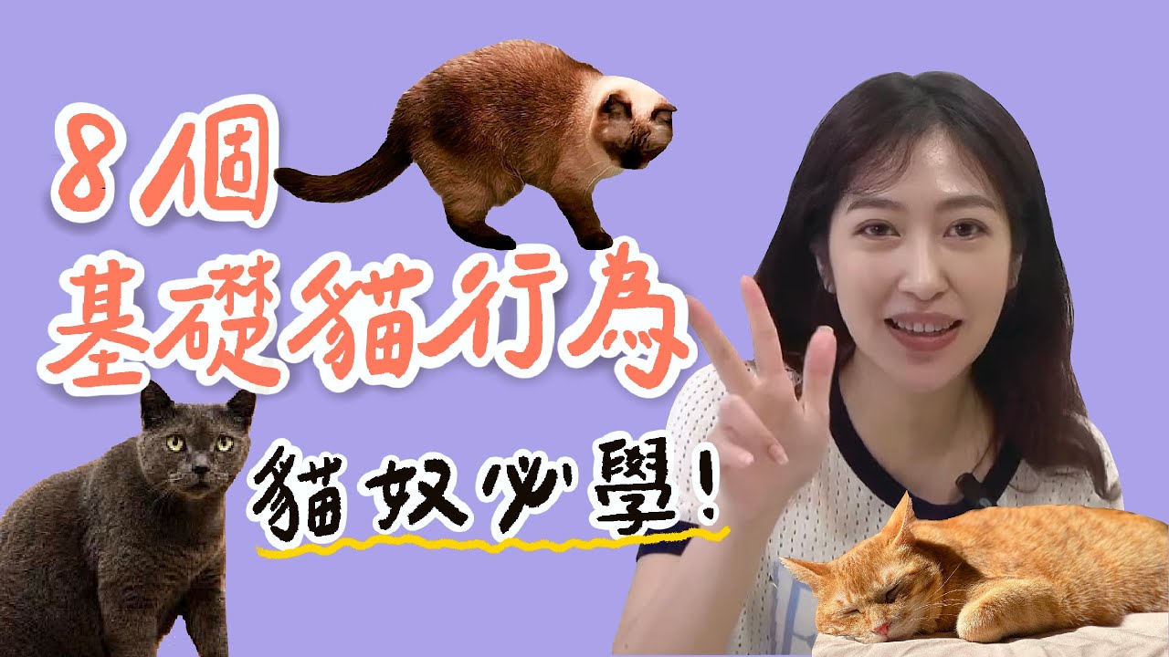 8個基礎貓行為，貓奴必學!
