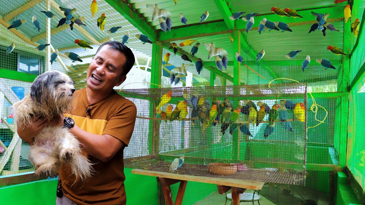 Raising Hundreds of EXOTIC BIRDS! We build the cheapest Parakeets Aviary, QUAIL PROBLEM NO MORE!