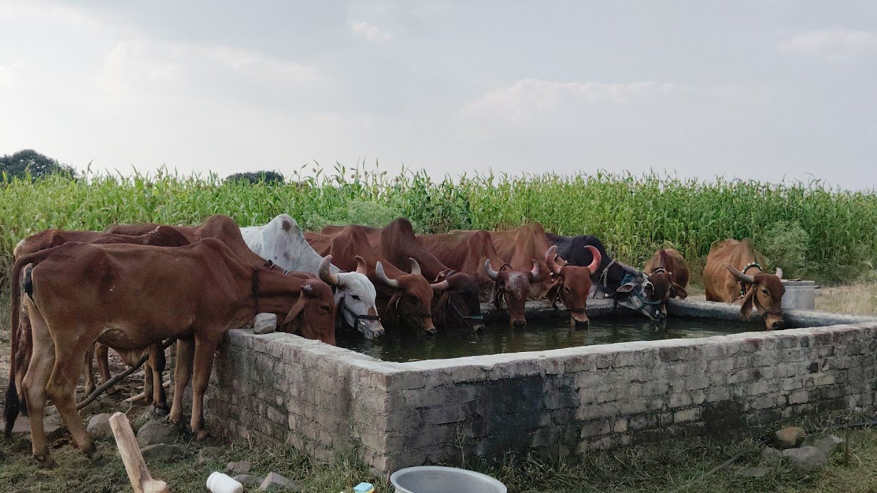 आज आपल्या गव्हाच्या ओंब्या भाजल्या, गुरांना हौदावर पाण्यावर आणले