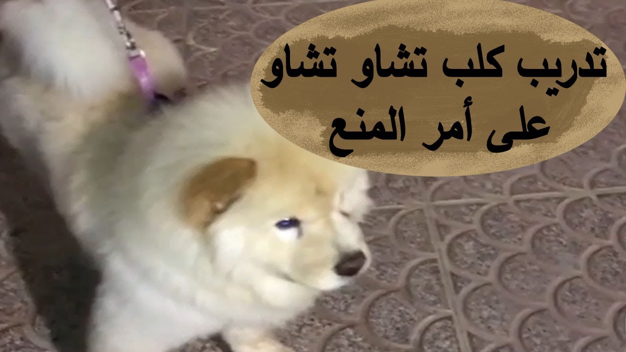 تدريب كلب تشاو تشاو على امر المنع