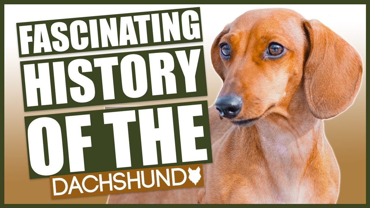 The History Of The DACHSHUND