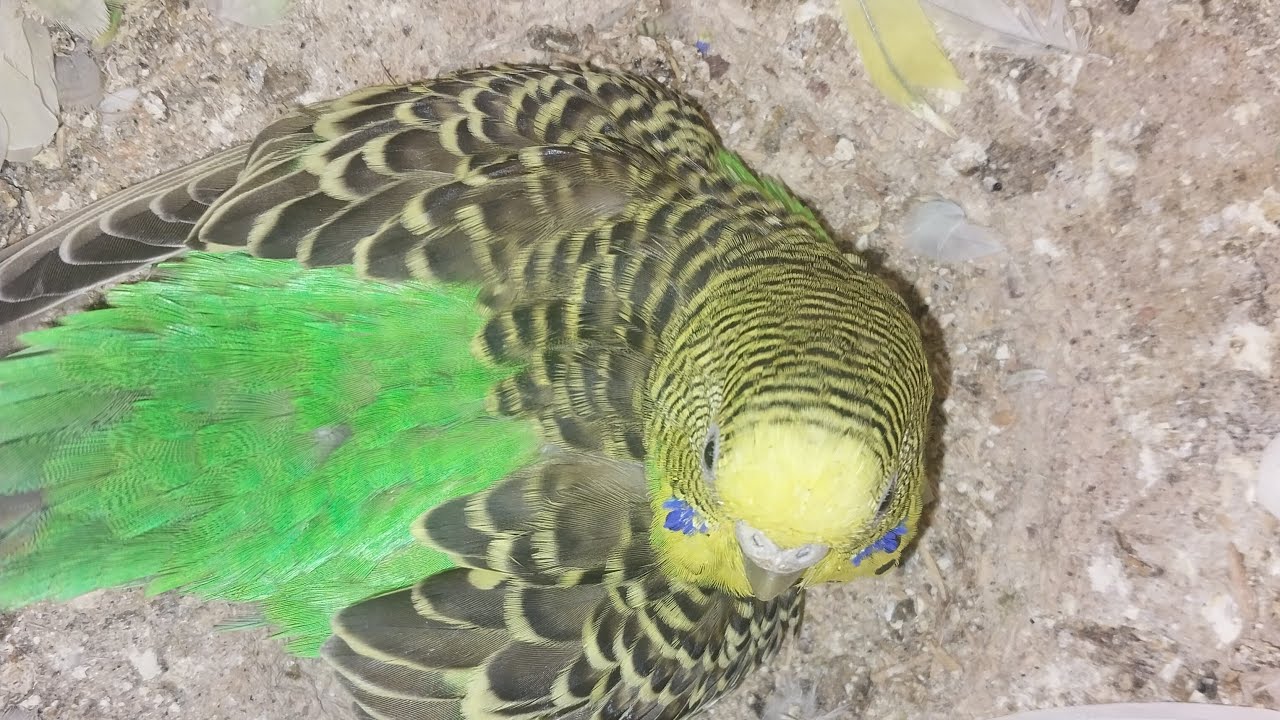 Parrot Baby World  01.03.2026