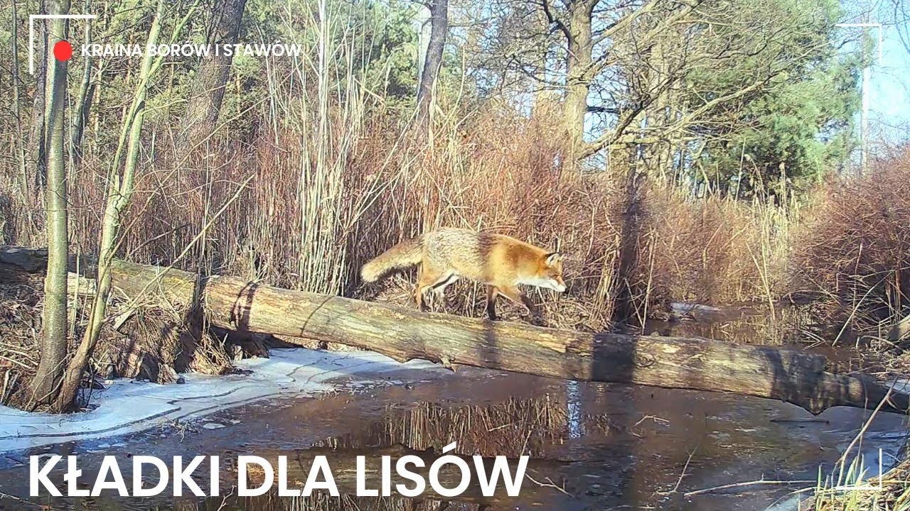 kładki dla lisów, boks przy lizawce
