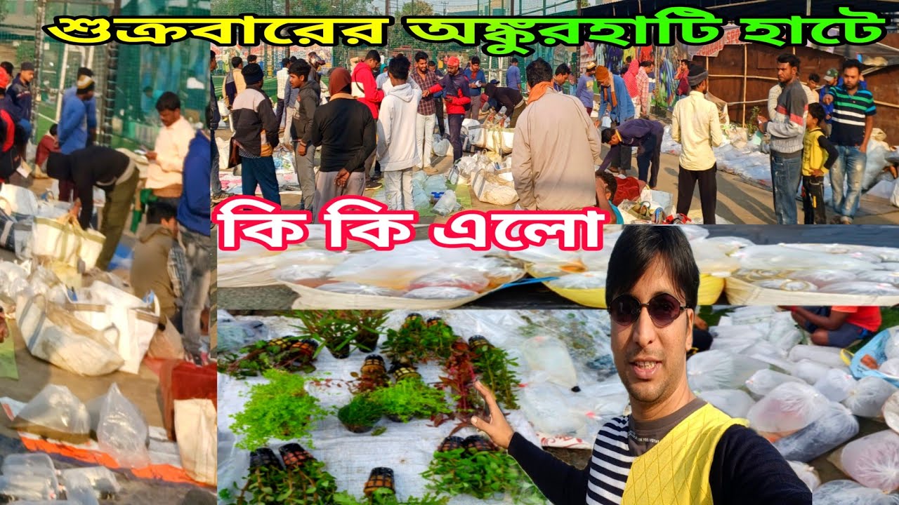 Ankurhati Pet Market | Aquarium Fish Howrah Fish Market | Ankurhati Fish Market | Pet Market 