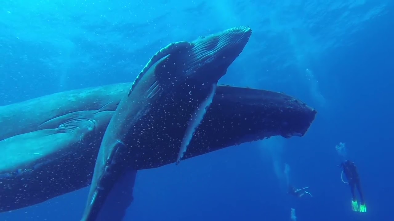 Diving with Humpback Whale Socorro