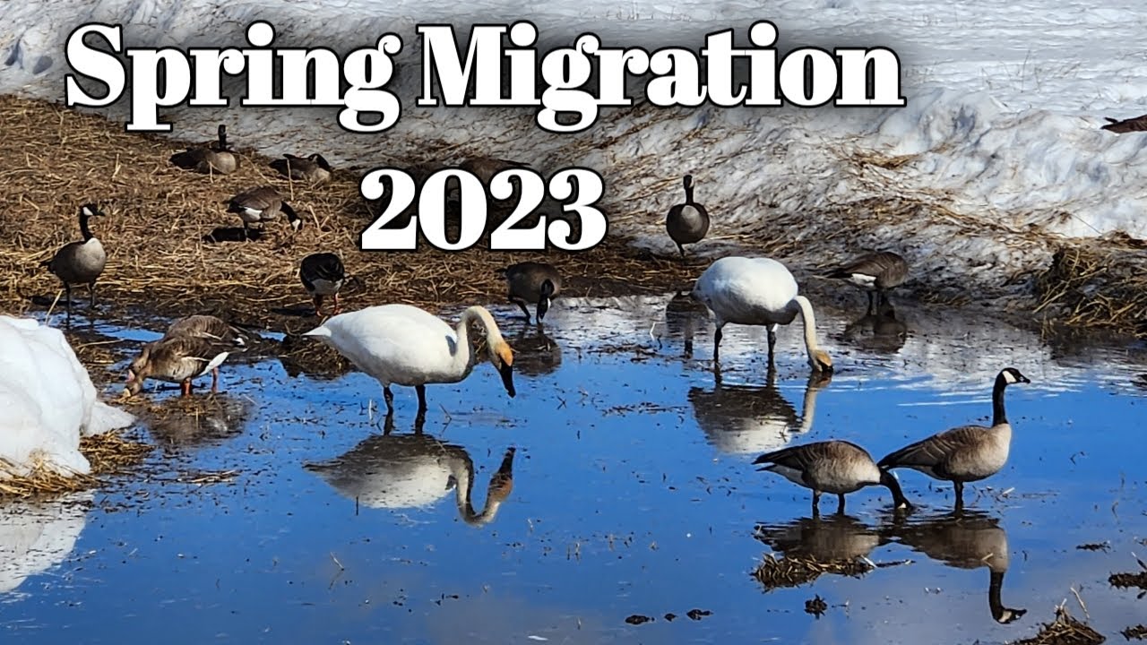 Spring Migration 2023 | Fairbanks, Alaska | Migratory Birds