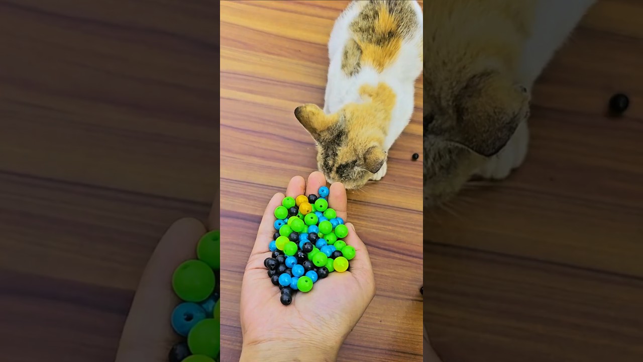 Satisfying Cat 🌈 ASMR Reverse Beads Moment | Meow fun tv 