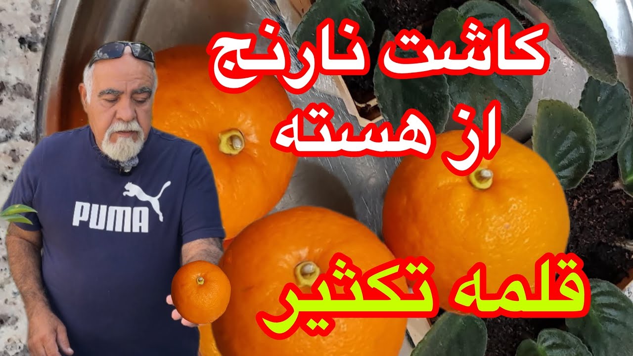 آموزش کاشت نارنج از هسته و قلمه زدن و تکثیر