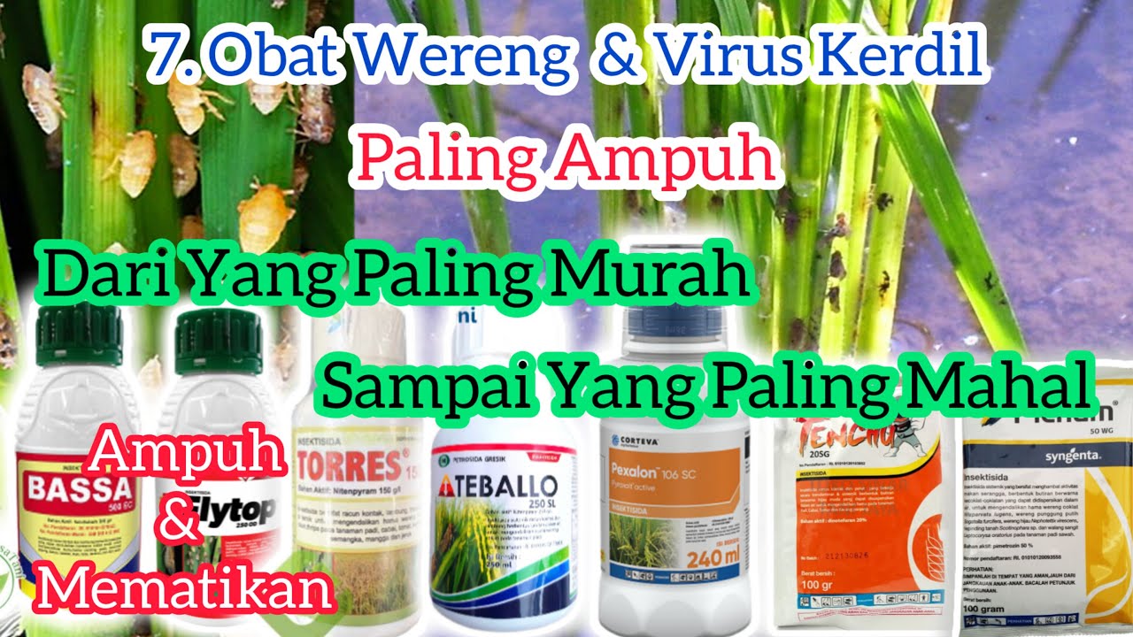 7 Obat Hama Wereng & Virus Kerdil Paling Ampuh Untuk Padi,!Dari Yang Murah Sampai Yang Paling Mahal.