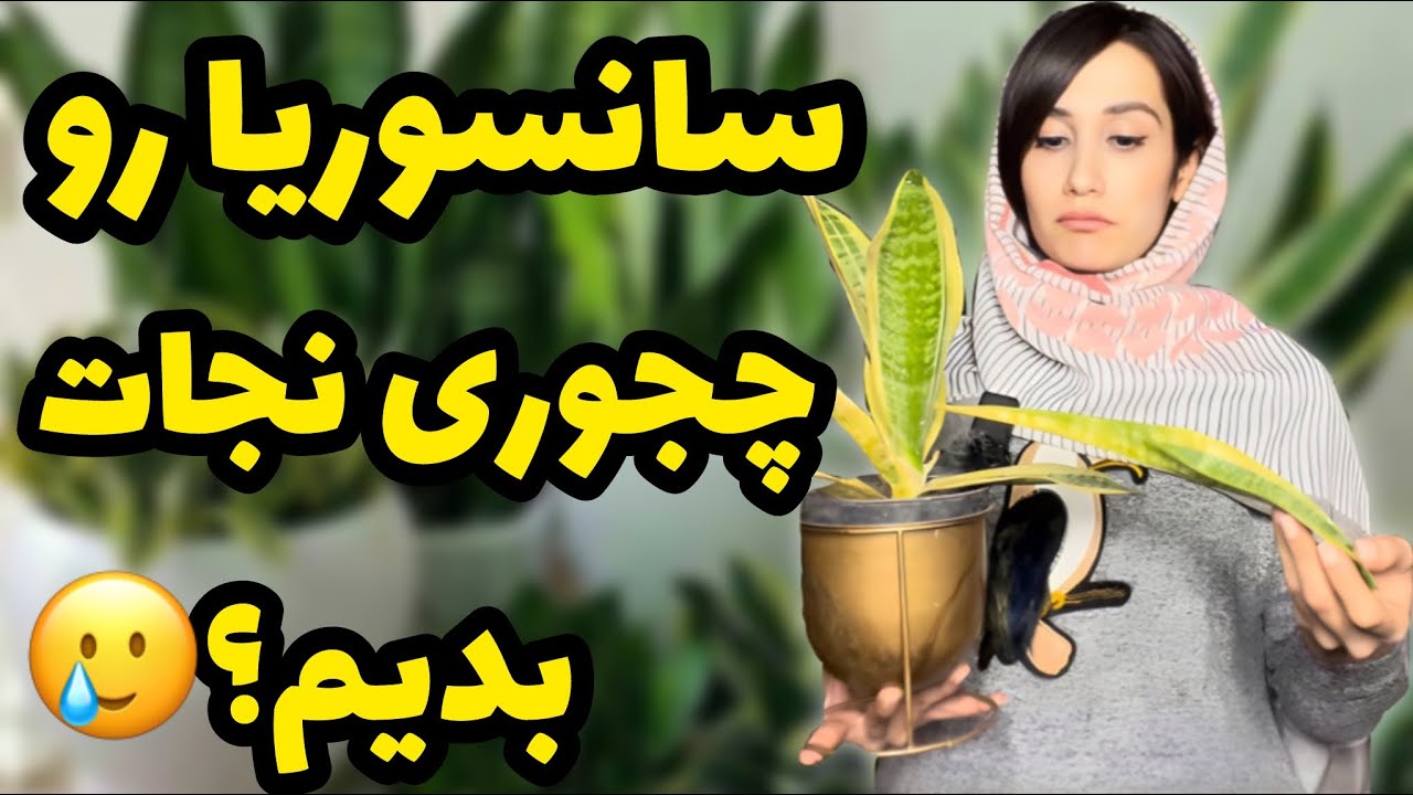 اینجوری سانسوریا رو نجات دادم😍/ برگ سانسوریا چروک و زرد شده چیکار کنیم؟/ روش احیا سانسوریا😌/گیاه