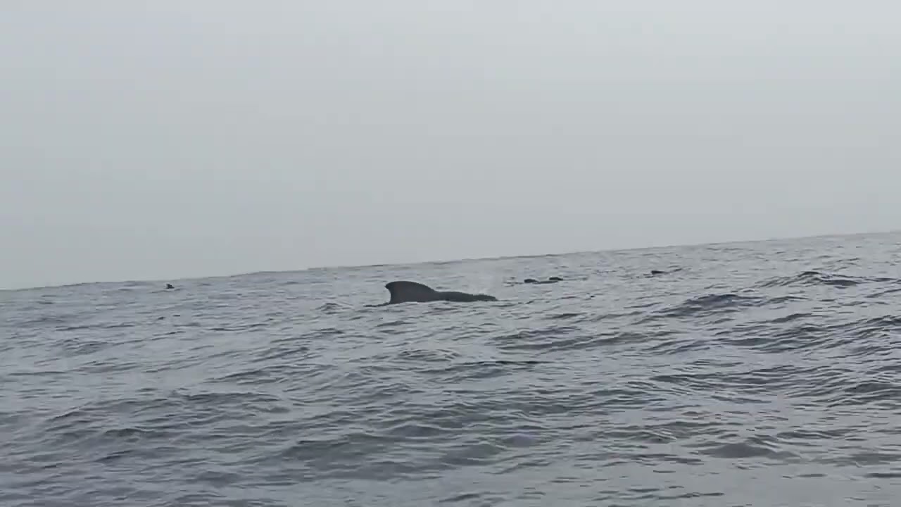Whale 🐋🐳#watching #natureandniko #nature #whales #srilankatourism #srilankatravel #sea #boatsafari 🌹