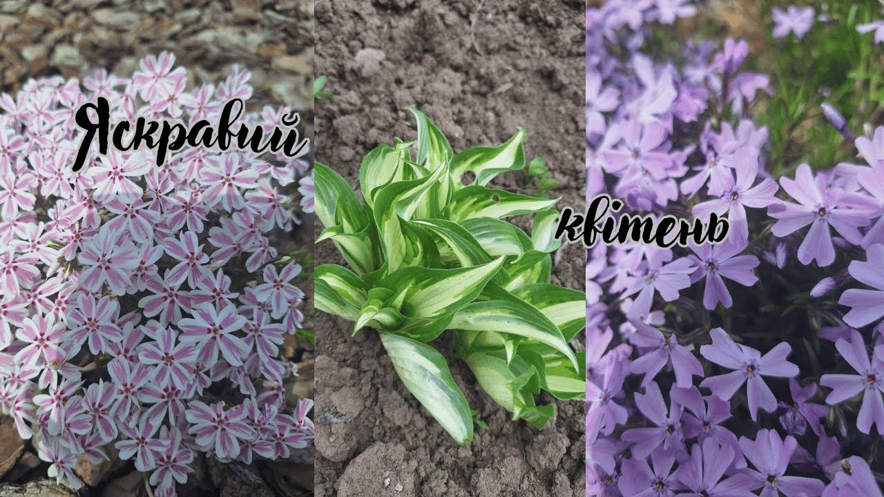 Сад в кінці квітня. Невеличка прогулянка